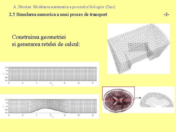 A. Neculae: Modelarea matematica a proceselor biologice (Curs) 2. 5 Simularea numerica a unui