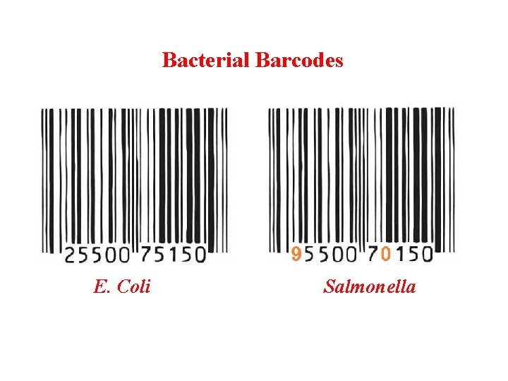 Bacterial Barcodes E. Coli Salmonella 