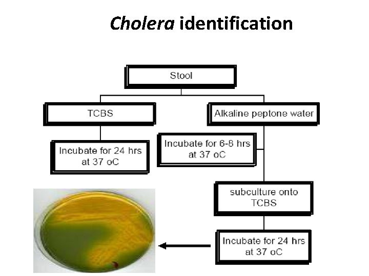 Cholera identification 