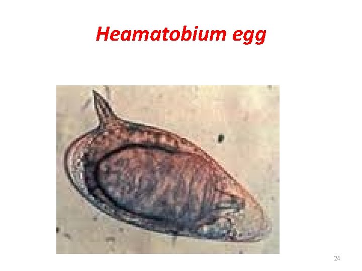 Heamatobium egg 24 