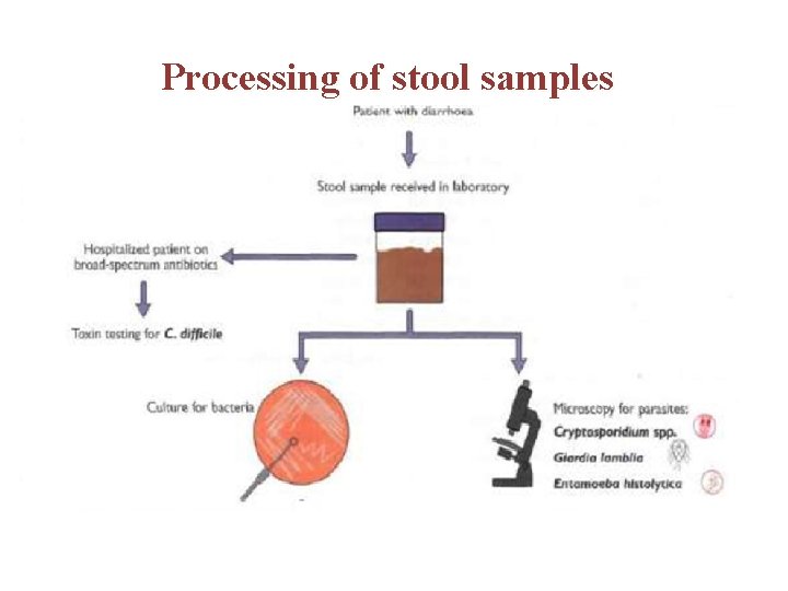 Processing of stool samples 