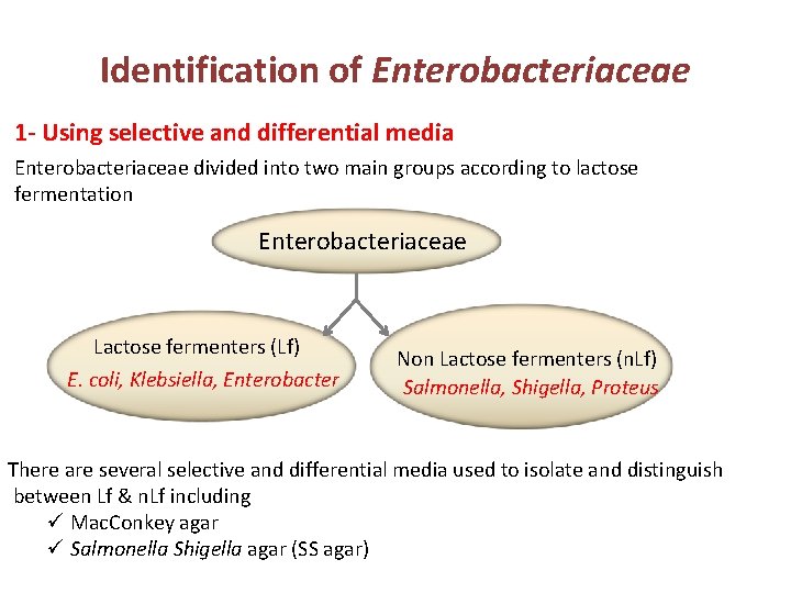 Identification of Enterobacteriaceae 1 - Using selective and differential media Enterobacteriaceae divided into two