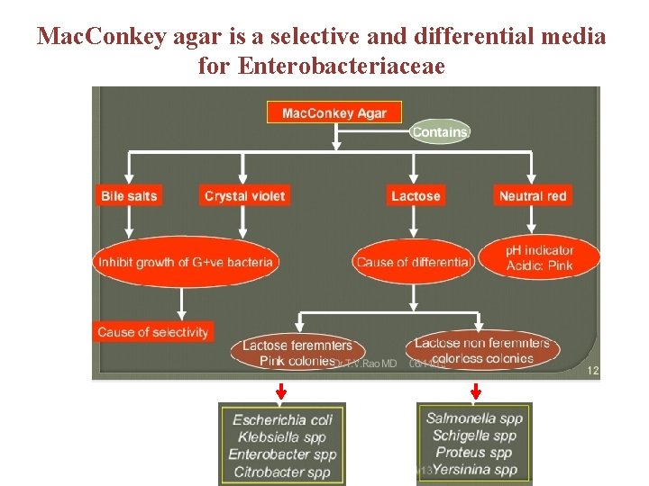 Mac. Conkey agar is a selective and differential media for Enterobacteriaceae 