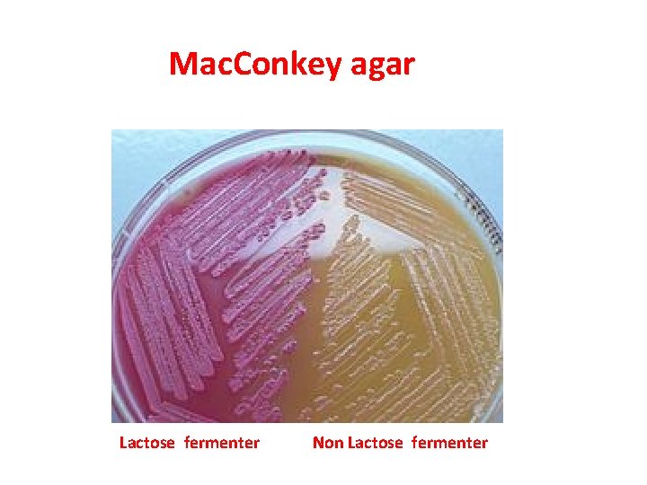 Mac. Conkey agar Lactose fermenter Non Lactose fermenter 