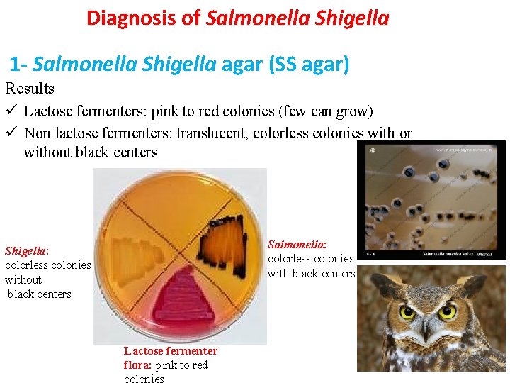 Diagnosis of Salmonella Shigella 1 - Salmonella Shigella agar (SS agar) Results ü Lactose