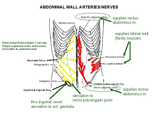 ABDOMINAL WALL ARTERIES/NERVES supplies rectus abdominus m. supplies lateral wall (flank) muscles Intercostal/Subcostal/L 1