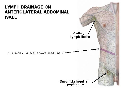 LYMPH DRAINAGE ON ANTEROLATERAL ABDOMINAL WALL Axillary Lymph Nodes T 10 (umbillicus) level is