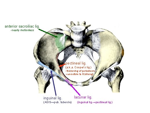 anterior sacroiliac lig. -nearly motionless pectineal lig. (a. k. a. Cooper’s lig. ) -thickening