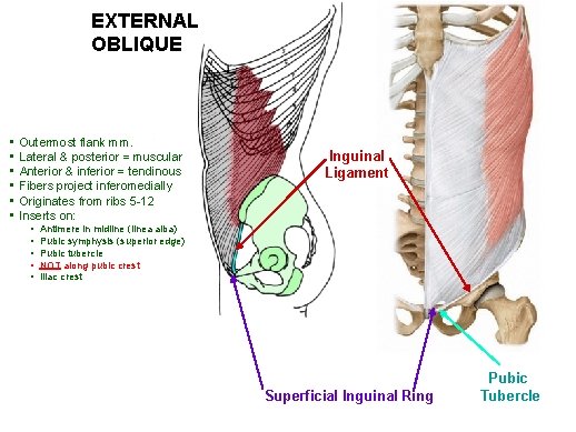 EXTERNAL OBLIQUE • • • Outermost flank mm. Lateral & posterior = muscular Anterior