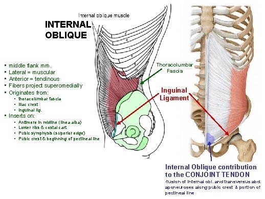INTERNAL OBLIQUE • • • middle flank mm. Lateral = muscular Anterior = tendinous