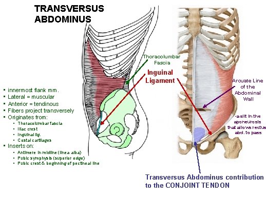 TRANSVERSUS ABDOMINUS Thoracolumbar Fascia Inguinal Ligament • • • innermost flank mm. Lateral = TRANSVERSUS ABDOMINUS Thoracolumbar Fascia Inguinal Ligament • • • innermost flank mm. Lateral =