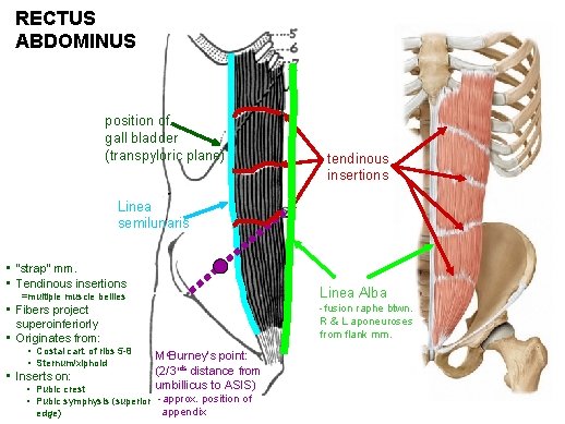 RECTUS ABDOMINUS position of gall bladder (transpyloric plane) tendinous insertions Linea semilunaris • “strap”