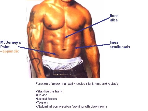 linea alba Mc. Burney’s Point =appendix linea semilunaris Function of abdominal wall muscles (flank