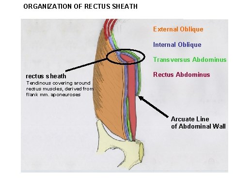 ORGANIZATION OF RECTUS SHEATH External Oblique Internal Oblique Transversus Abdominus rectus sheath Rectus Abdominus