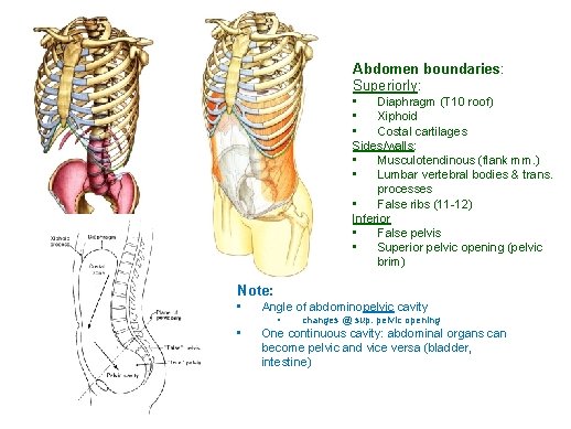 Abdomen boundaries: Superiorly: • Diaphragm (T 10 roof) • Xiphoid • Costal cartilages Sides/walls: