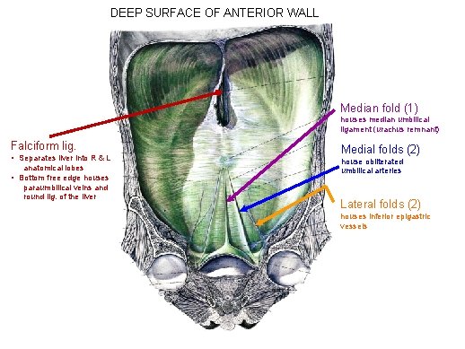 DEEP SURFACE OF ANTERIOR WALL Median fold (1) houses median umbilical ligament (urachus remnant)