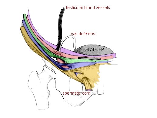 testicular blood vessels vas deferens BLADDER spermatic cord 