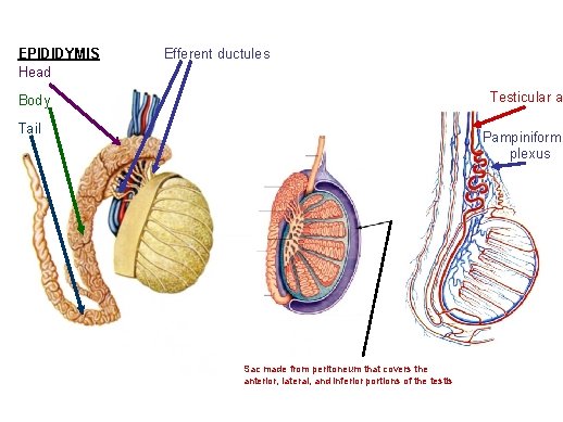 EPIDIDYMIS Head Efferent ductules Testicular a. Body Tail Pampiniform plexus Sac made from peritoneum