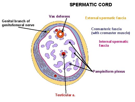 SPERMATIC CORD Vas deferens Genital branch of genitofemoral nerve External spermatic fascia Cremasteric fascia