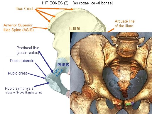 HIP BONES (2) [os coxae, coxal bones] Iliac Crest ILIUM Arcuate line of the