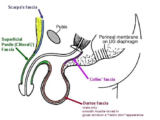 Scarpa’s fascia Superficial Penile (Clitoral♀) Fascia Colles’ fascia Dartos fascia -male only -smooth muscle