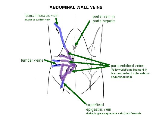 ABDOMINAL WALL VEINS lateral thoracic vein drains to axillary vein portal vein in porta