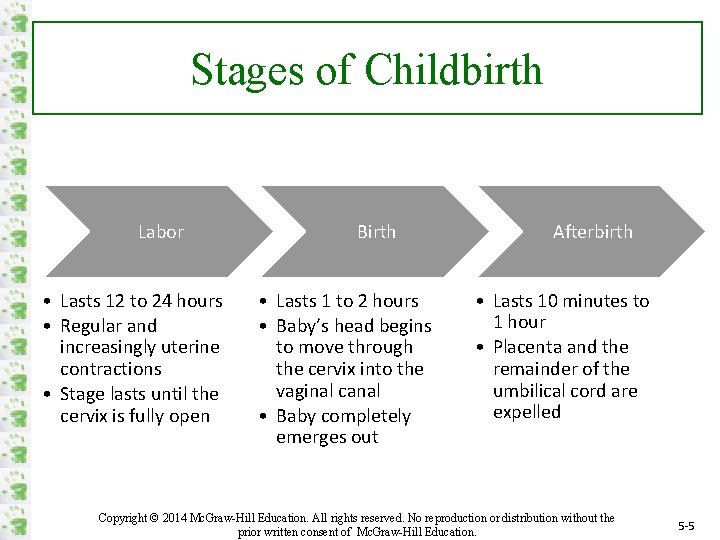 Stages of Childbirth Labor • Lasts 12 to 24 hours • Regular and increasingly