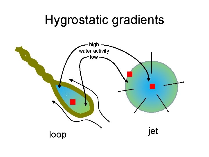 Hygrostatic gradients high water activity low loop jet 