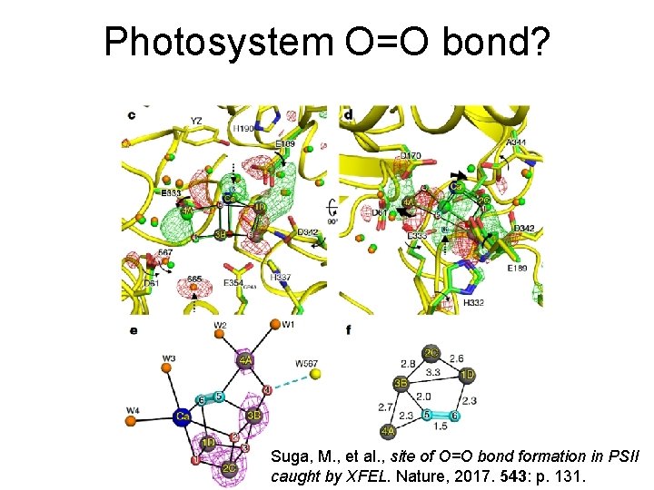 Photosystem O=O bond? Suga, M. , et al. , site of O=O bond formation