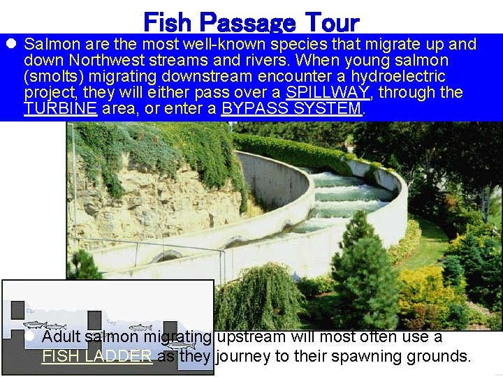 Fish Passage Tour l Salmon are the most well-known species that migrate up and