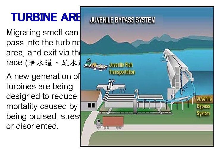 TURBINE AREA Migrating smolt can pass into the turbine area, and exit via the