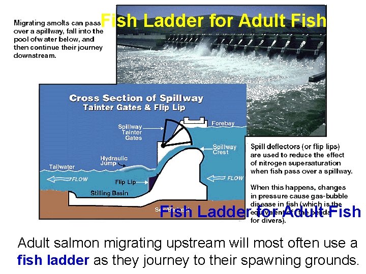 Fish Ladder for Adult Fish l Adult salmon migrating upstream will most often use