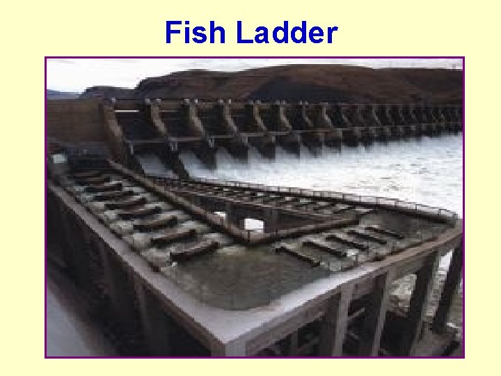 Fish Ladder 