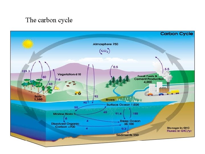 The carbon cycle 