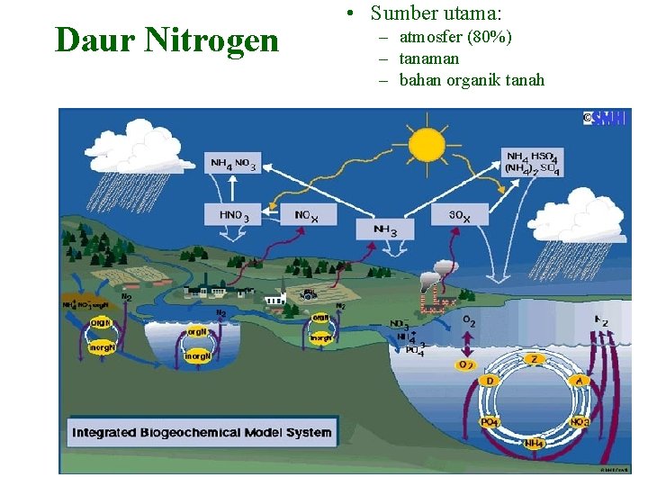 Daur Nitrogen • Sumber utama: – atmosfer (80%) – tanaman – bahan organik tanah