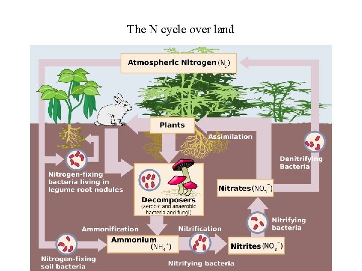 The N cycle over land 