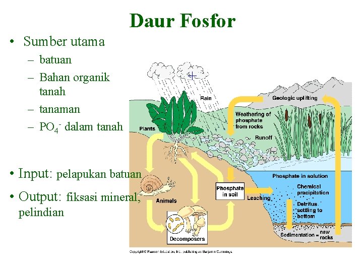 Daur Fosfor • Sumber utama – batuan – Bahan organik tanah – tanaman –