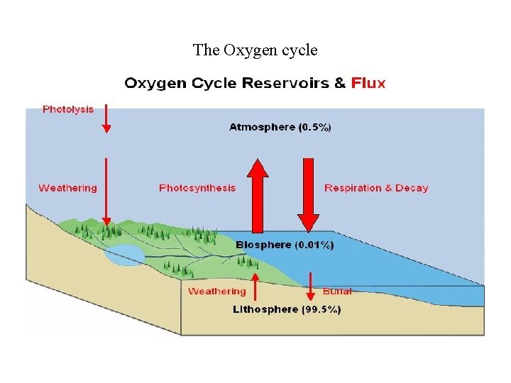 The Oxygen cycle 