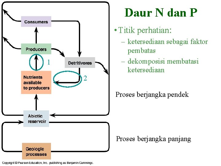 Daur N dan P • Titik perhatian: 1 2 – ketersediaan sebagai faktor pembatas