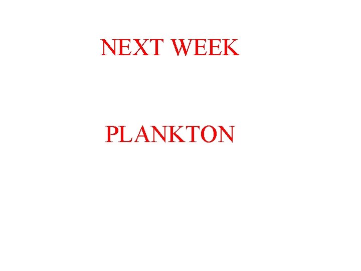 NEXT WEEK PLANKTON 