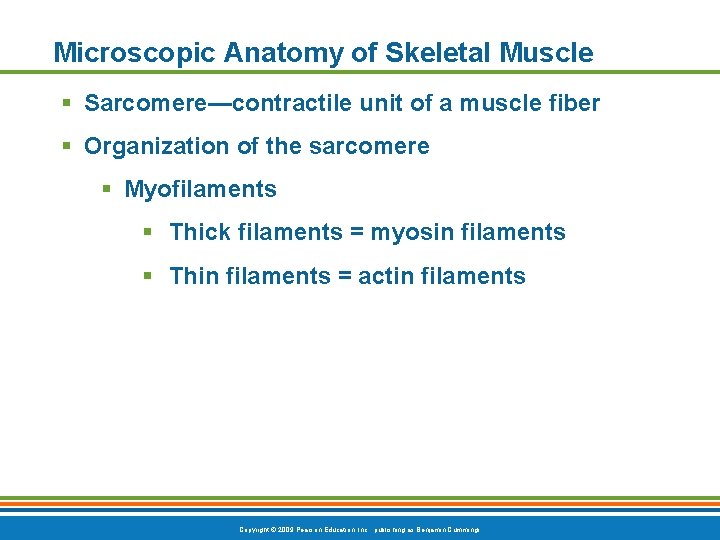 Microscopic Anatomy of Skeletal Muscle § Sarcomere—contractile unit of a muscle fiber § Organization