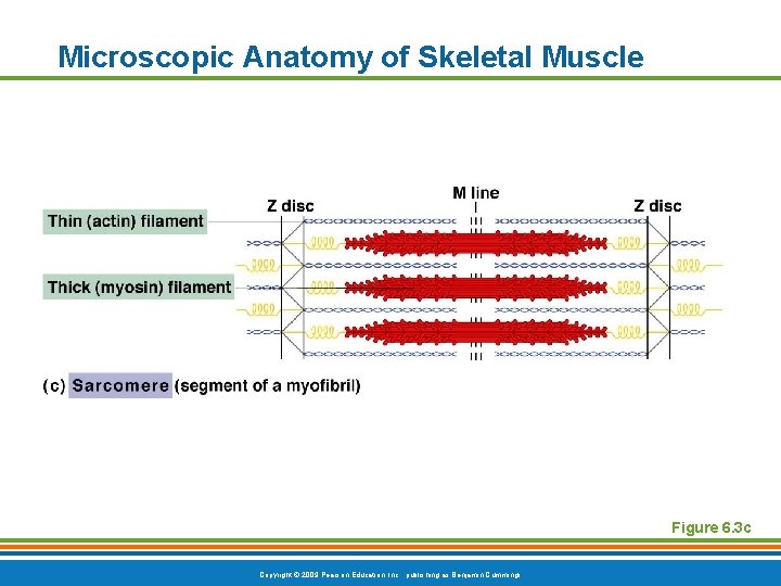 Microscopic Anatomy of Skeletal Muscle Figure 6. 3 c Copyright © 2009 Pearson Education,