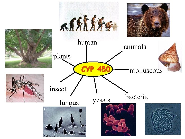 human animals plants CYP 450 insect fungus yeasts molluscous bacteria 