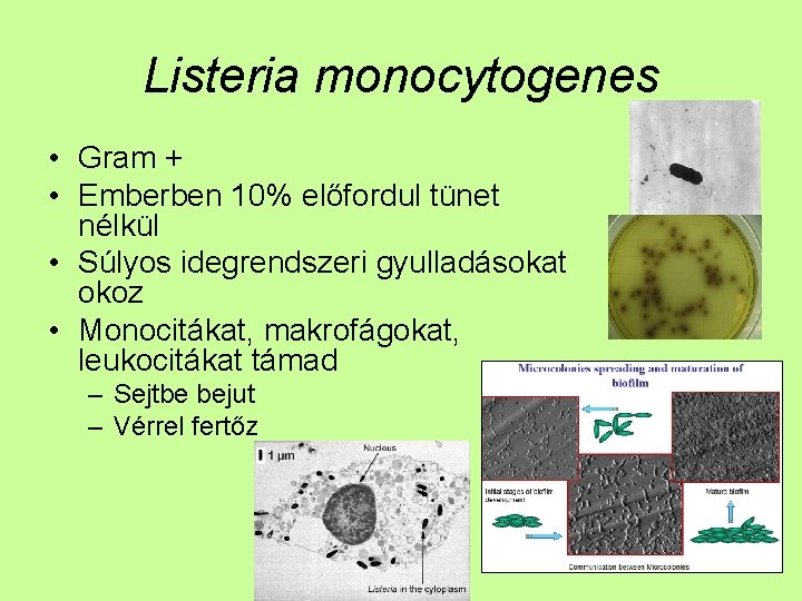 Listeria monocytogenes • Gram + • Emberben 10% előfordul tünet nélkül • Súlyos idegrendszeri