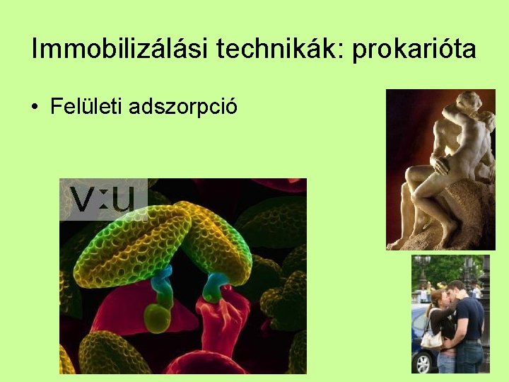 Immobilizálási technikák: prokarióta • Felületi adszorpció 