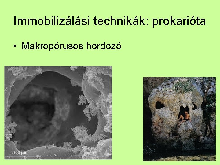 Immobilizálási technikák: prokarióta • Makropórusos hordozó 