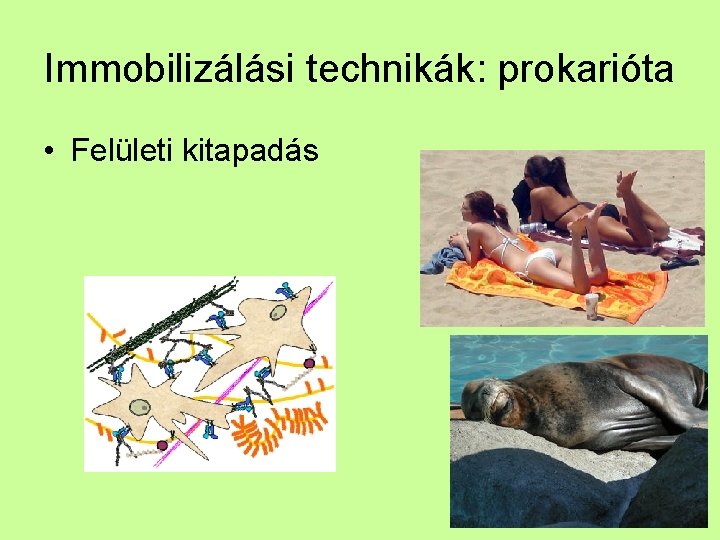 Immobilizálási technikák: prokarióta • Felületi kitapadás 