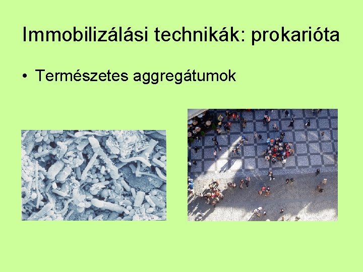 Immobilizálási technikák: prokarióta • Természetes aggregátumok 