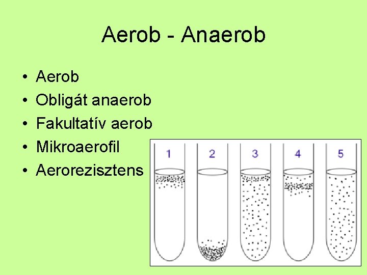 Aerob - Anaerob • • • Aerob Obligát anaerob Fakultatív aerob Mikroaerofil Aerorezisztens 