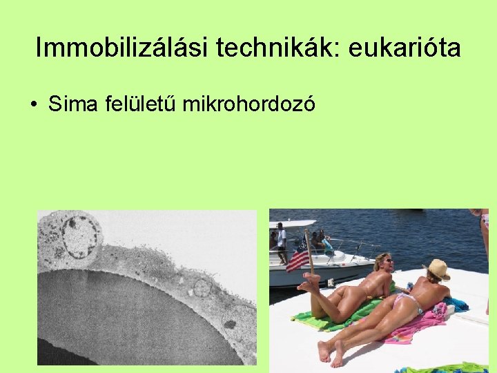 Immobilizálási technikák: eukarióta • Sima felületű mikrohordozó 